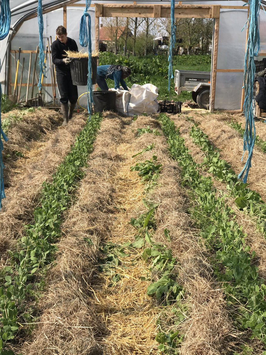 chevillottem's tweet image. En attendant, dans les 2 autres serres:
Paillage! Feuilles de chêne, romaines, épinards... carottes, fèves, pois mange-tout, navets, betteraves... et les premiers plants de 🍅
#maraichagesolvivant #permaculture #équipedechoc💪