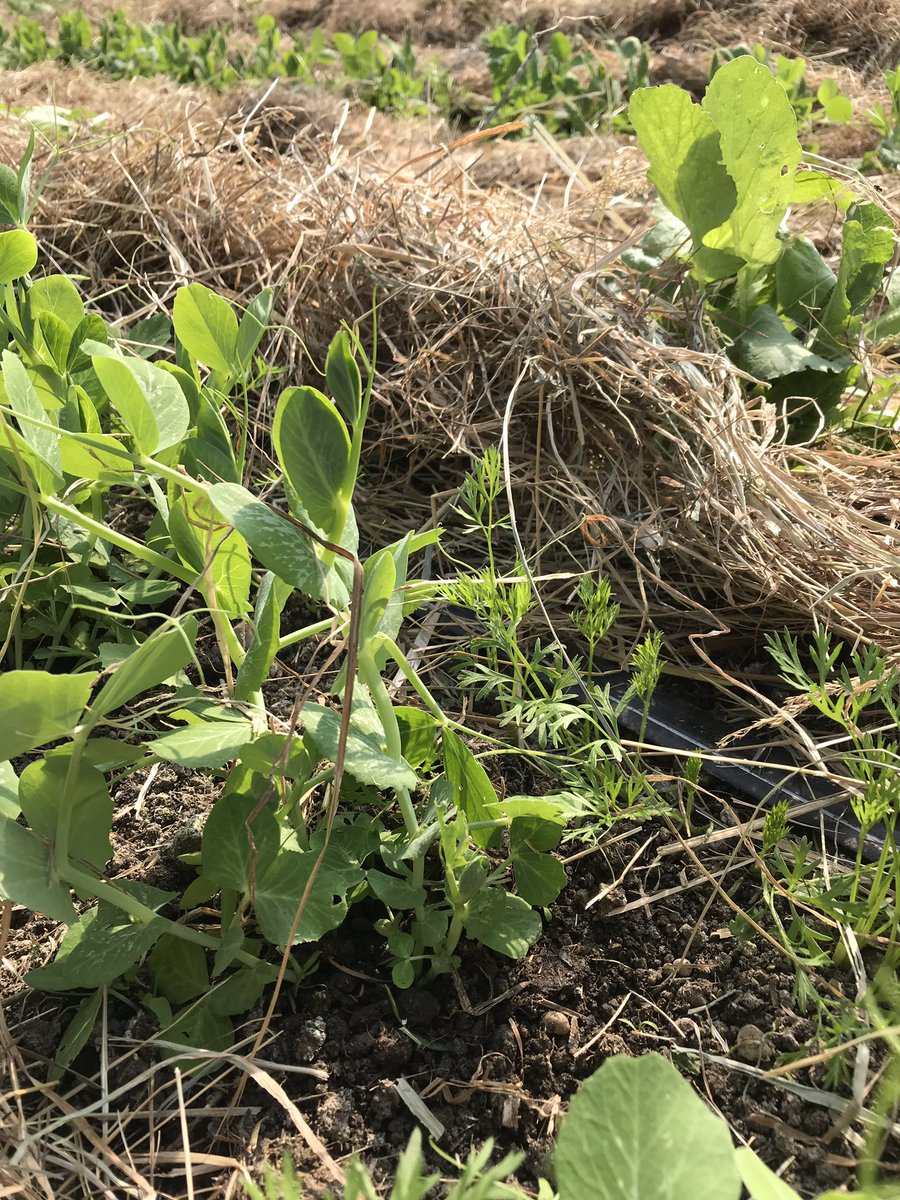 chevillottem's tweet image. En attendant, dans les 2 autres serres:
Paillage! Feuilles de chêne, romaines, épinards... carottes, fèves, pois mange-tout, navets, betteraves... et les premiers plants de 🍅
#maraichagesolvivant #permaculture #équipedechoc💪