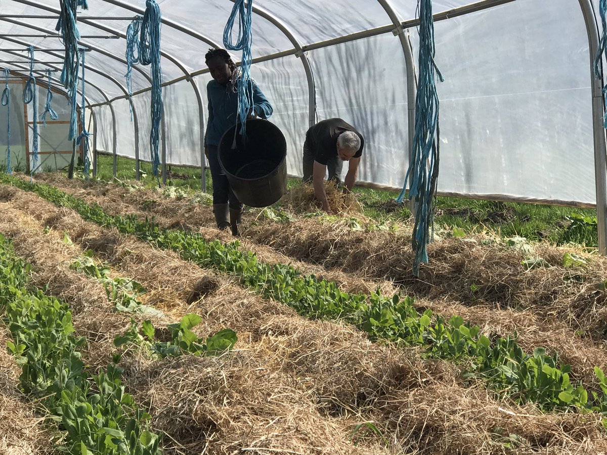 chevillottem's tweet image. En attendant, dans les 2 autres serres:
Paillage! Feuilles de chêne, romaines, épinards... carottes, fèves, pois mange-tout, navets, betteraves... et les premiers plants de 🍅
#maraichagesolvivant #permaculture #équipedechoc💪