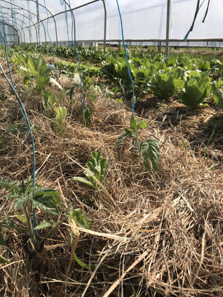 chevillottem's tweet image. En attendant, dans les 2 autres serres:
Paillage! Feuilles de chêne, romaines, épinards... carottes, fèves, pois mange-tout, navets, betteraves... et les premiers plants de 🍅
#maraichagesolvivant #permaculture #équipedechoc💪