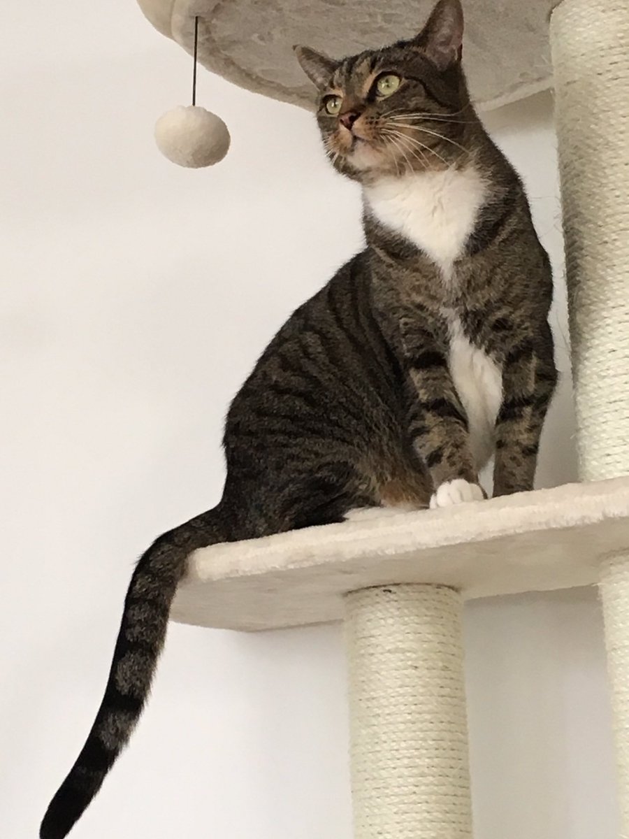 AspireTeach's tweet photo. Sammy Schmoogle upon his tree, he seems to have no anxiety, he only needs his sleep and food, he keeps me smiling #changeyourmood  #lovemycat #mentalhealth https://t.co/5Il7GpYC9X
