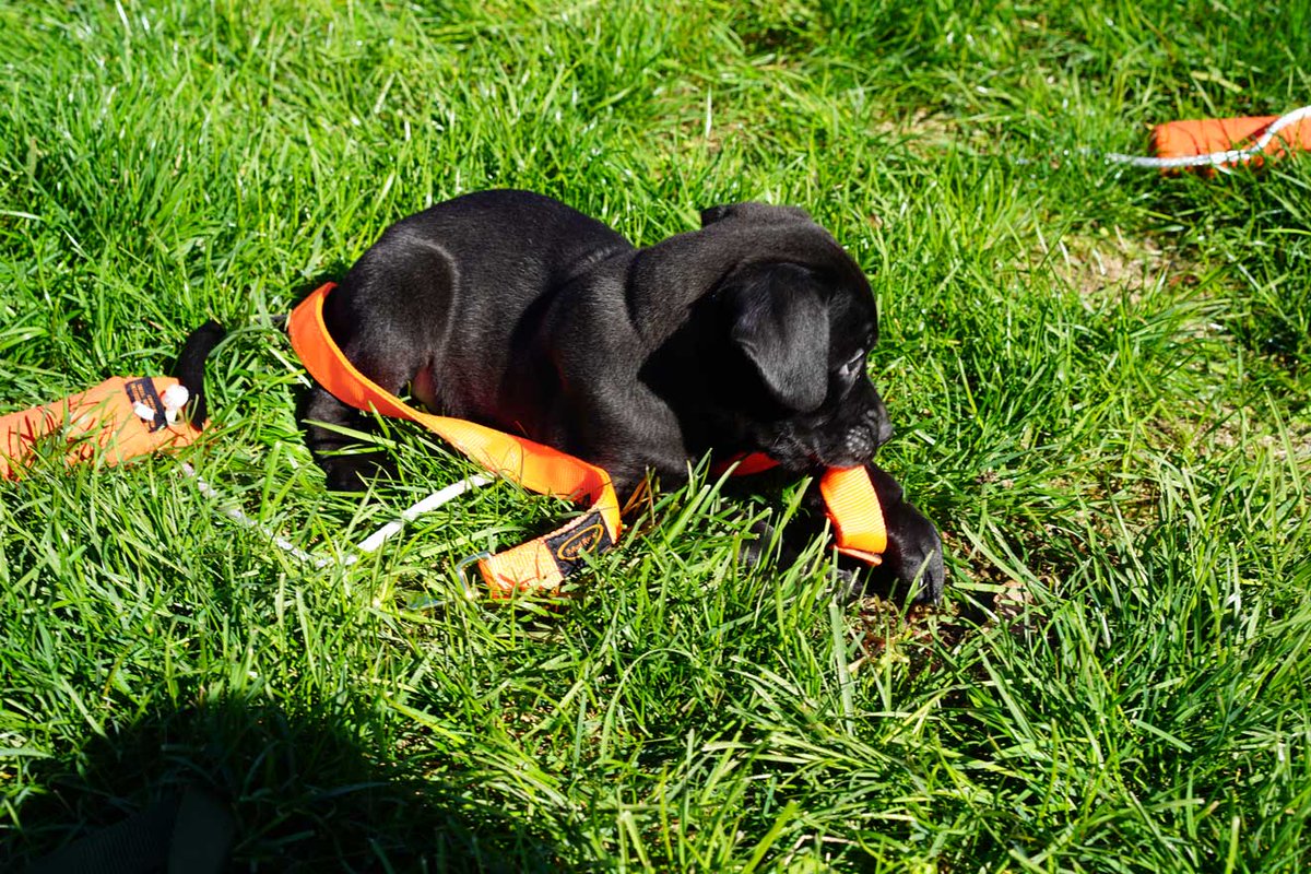 MudRiverDog's tweet photo. Soft Grip Leashes, Bumpers, and Field Trials, OH MY! This pup is ready to get out there!
•
#mudriver #dedicatedpup #happypup #dogproducts https://t.co/joiEeJUe9S