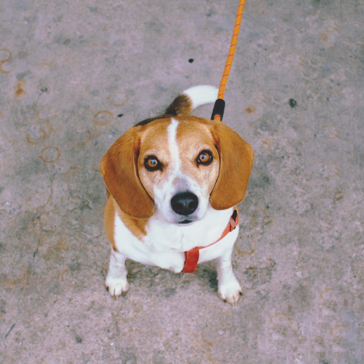 StagecoachTave1's tweet photo. It's National Pet Day and we have a very pet friendly patio! Bring them with you! Penny here prefers the farmhouse burger with side order of extra bacon. #Stagecoachtavern #restaurantandbar #localpub #nationalpetday #patiopets #petfriendly https://t.co/jYhkefTU3x