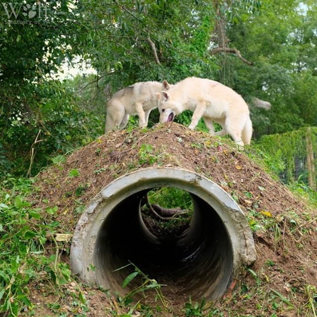 WolfSanctuaryPA's tweet photo. #TBT Serenity Pack members landscaping on their tunnel this past summer. ๐ธ credit: Bob Hench #throwbackthursday #pawolfsanctuary #wolfsanctuaryofpa #wolfsanctuarypa #wolvesofspeedwell #speedwellforge #speedwellwolves #lititzpa https://t.co/tb6Rq11lxN https://t.co/LvdmgEEHwd