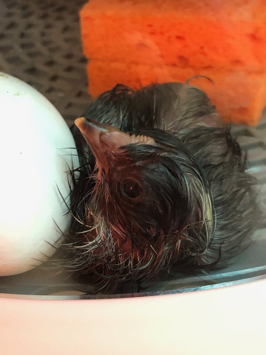 I love hatching in the classroom. #LoveMySchoolDay #tobiasproud