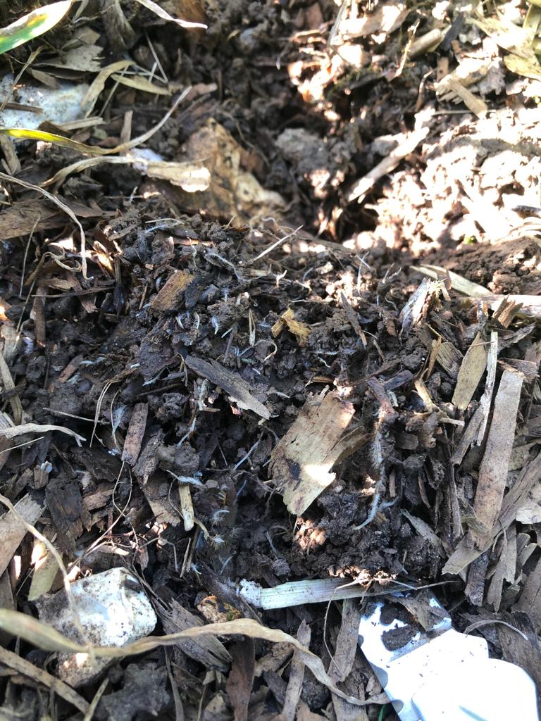 Edaphos On Twitter Lovely To See Very Active Feeder Roots