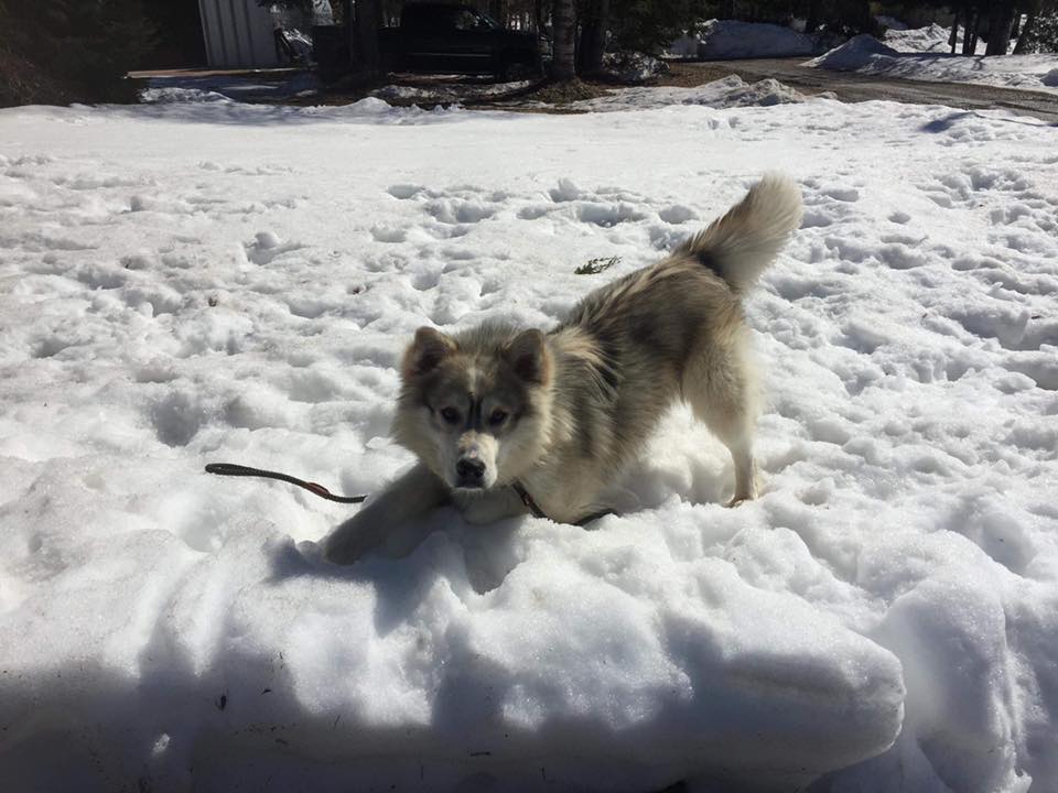 ProuseChev's tweet photo. Devo from Northern Critters in Need will be at the @OHLHoundPower game tonight in search of a forever home. Check him out during second intermission. https://t.co/L61rLaqkyp