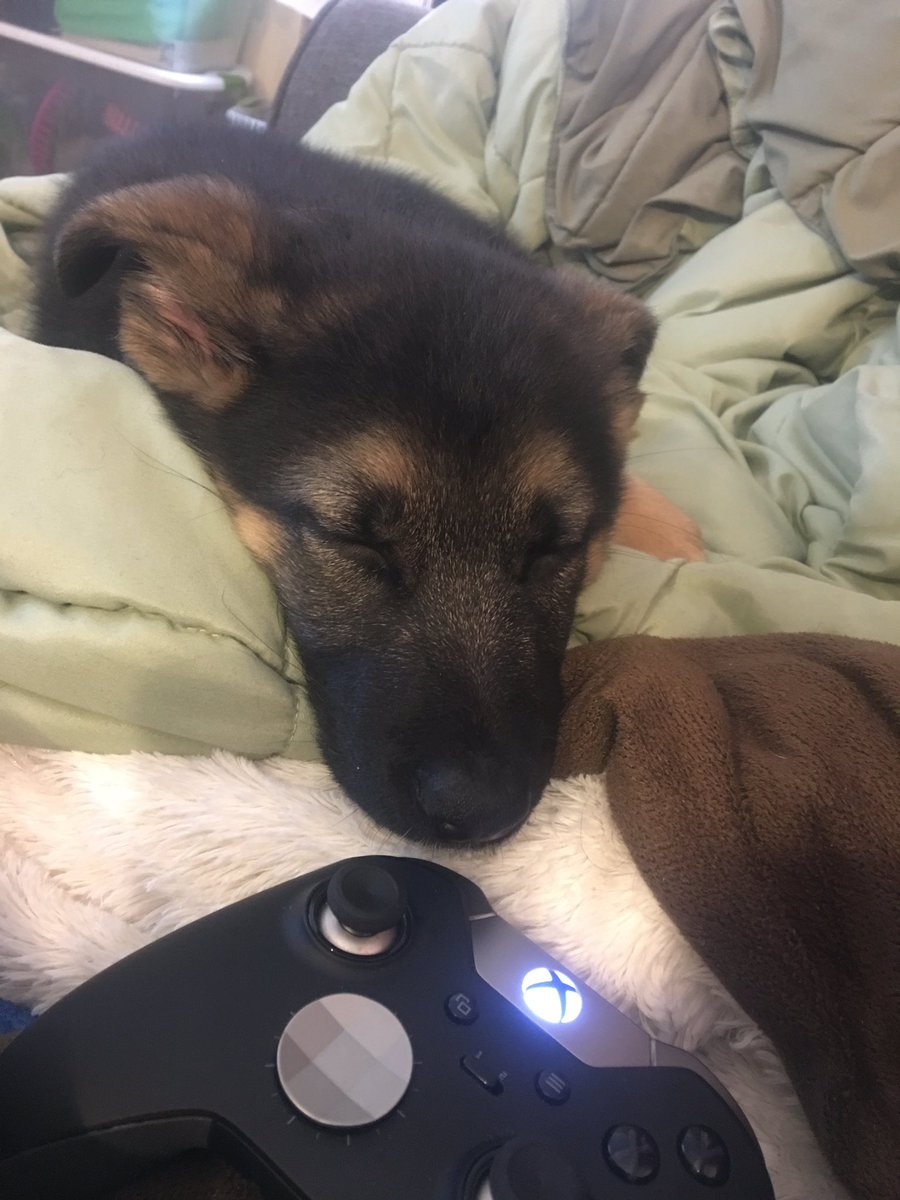 crumley28's tweet photo. @DataMonster3 is taking a break from #XboxOne, Happy #NationalPetDay https://t.co/79BE9yBToc