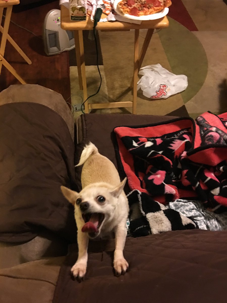 My sweet baby Dinky #NationalPetDay  💕