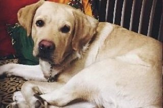 runawaypets's tweet photo. Help us find RAW the Labrador
Get the app https://t.co/0nn1yxPETE
⚠️ #FurAlert
#dog #dogs #lostdog #lostdogs #lostdogsofinstagram #dogsofinstagram #dogsworld #lostpet #lostpets #lostpetalert #petsofinstagram #lostpetsofinstagram #helpinglostpets #labrador #goldenretrievers https://t.co/ArBTm0ZbtG