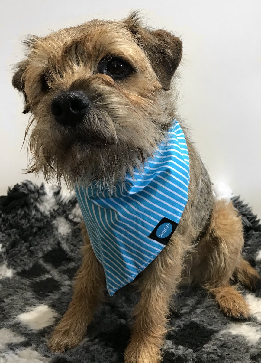 LimeCloudLtd's tweet image. We couldn’t let #NationalPetDay pass without a shout out to our very own #TechBT @LimeOscar who keeps us sane and reminds us that #tech is fun! 
#OfficeDog #DogsOfXero #BTPosse