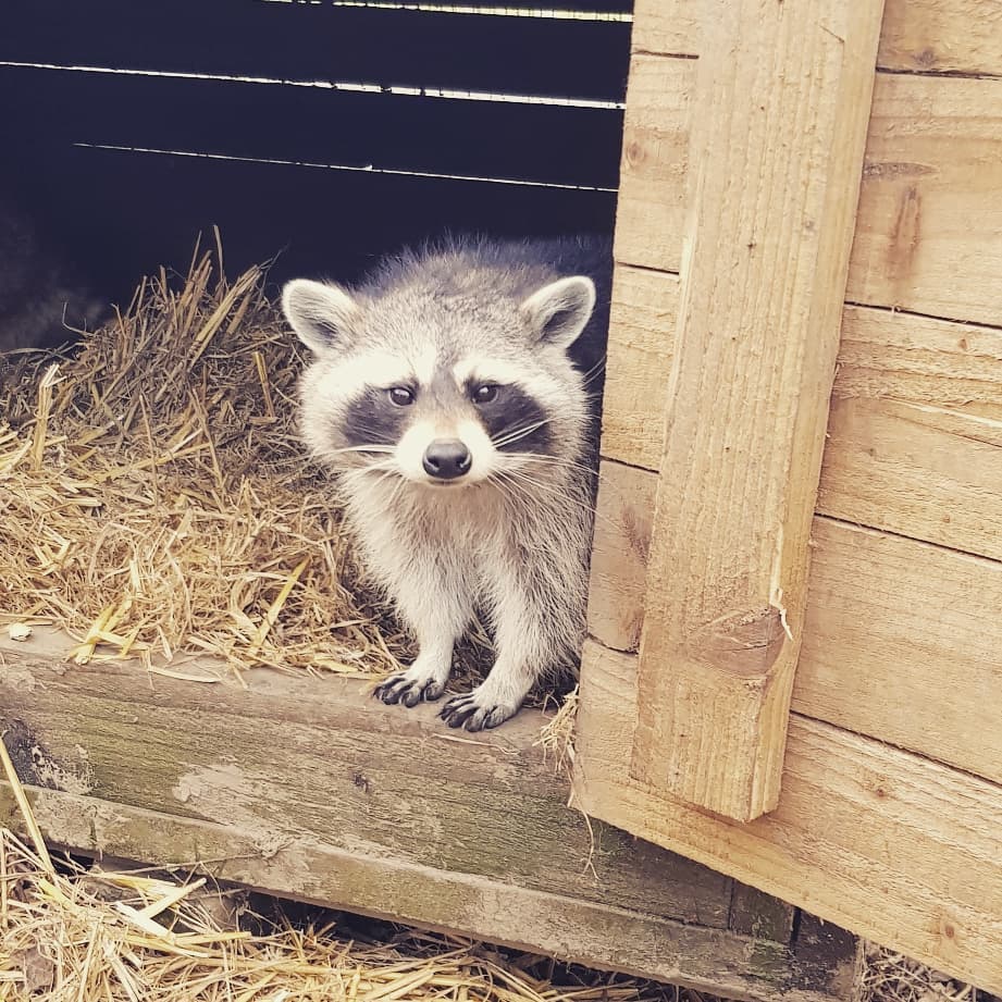 Dere Street Homes tweet media