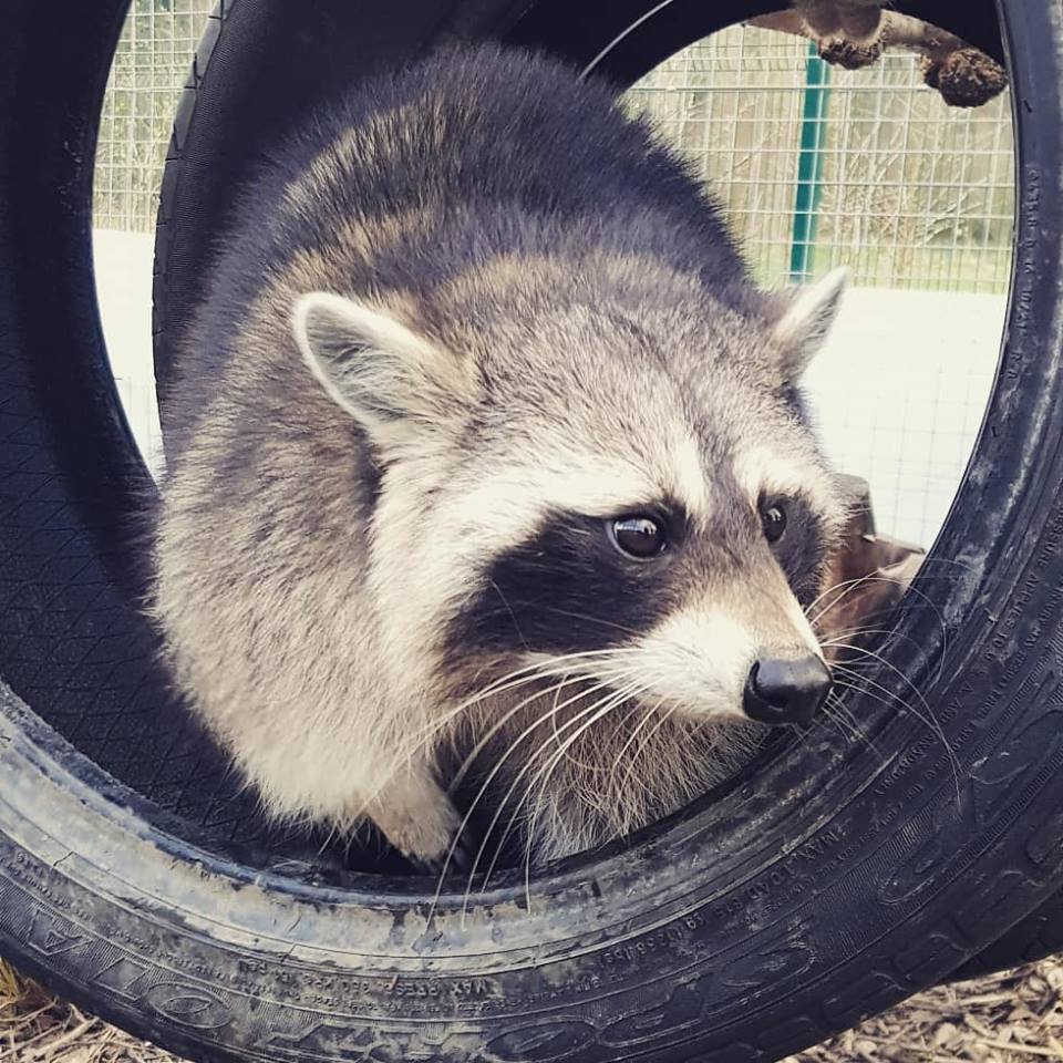 Dere Street Homes doing what we do best...... BUILDING HOUSES!
This time for 4 raccoons! Meet Itsy, Bitsy, Tonto &amp; Ranger!
They are the latest arrivals at Durham's Houghall College, after their old home, an animal sanctuary, unfortunately had to close.

<a href="/esh_group/">Esh Group</a> <a href="/JimDeernessFL/">Jim Bates</a>