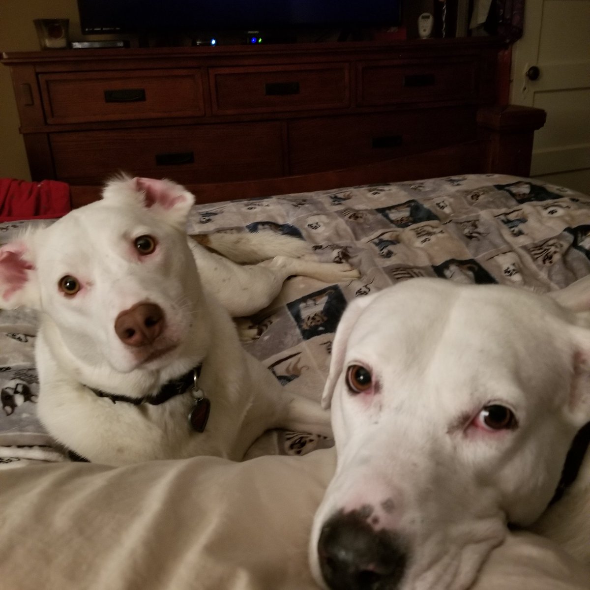 Valentine and Bella! #NationalPetDay