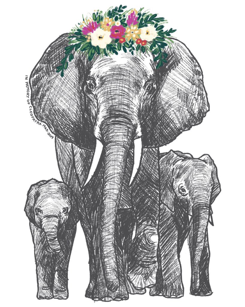 shopivoryella's tweet photo. In memory of our dear friend Cleopatra we are pre-releasing our limited edition Motherβs Day Tee. The tee is now available for pre-order for the next 7 days during which 100% of the profits of the shirt will be donated to @SaveTheElephants. #RIPCleopatra https://t.co/njMcg0Yvi0 https://t.co/9HzekEQcMm