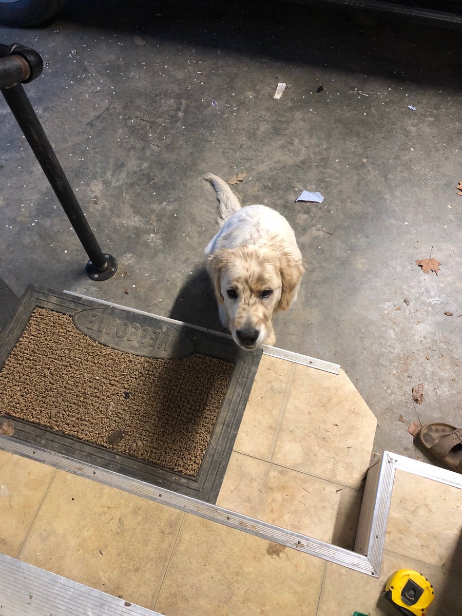 “No, I didn’t get into the grill bucket...” #NationalPetDay