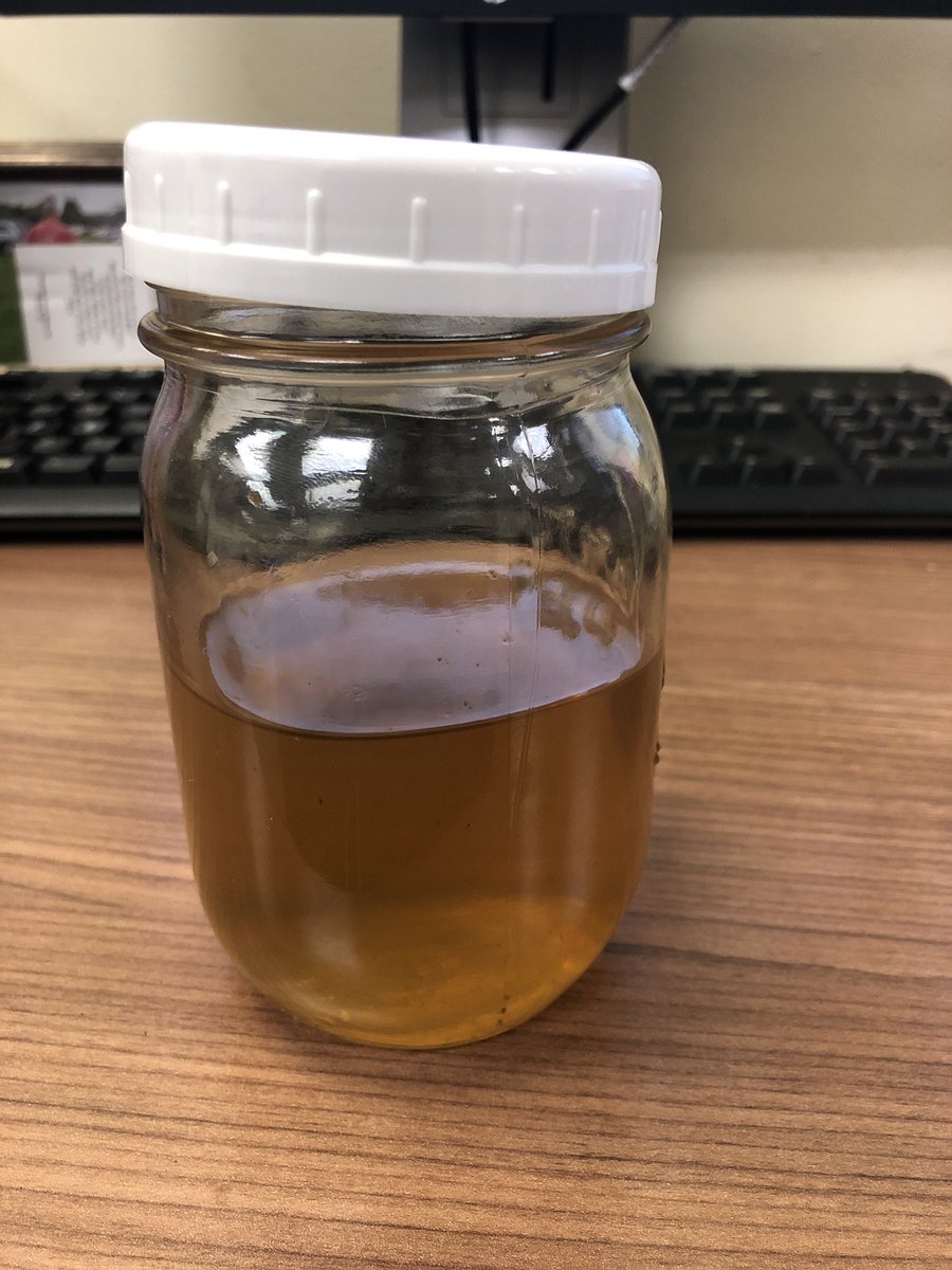 jess_staab's tweet photo. #teainfusions steeped overnight using fresh yummy herbs!! —-lemon balm, mint, sage, lemon thyme, rose petals, nettle and in the 2nd tea I added some forsythia that I got from my backyard to make an #oilinfusion and #facetoner https://t.co/rumlrT1xRs