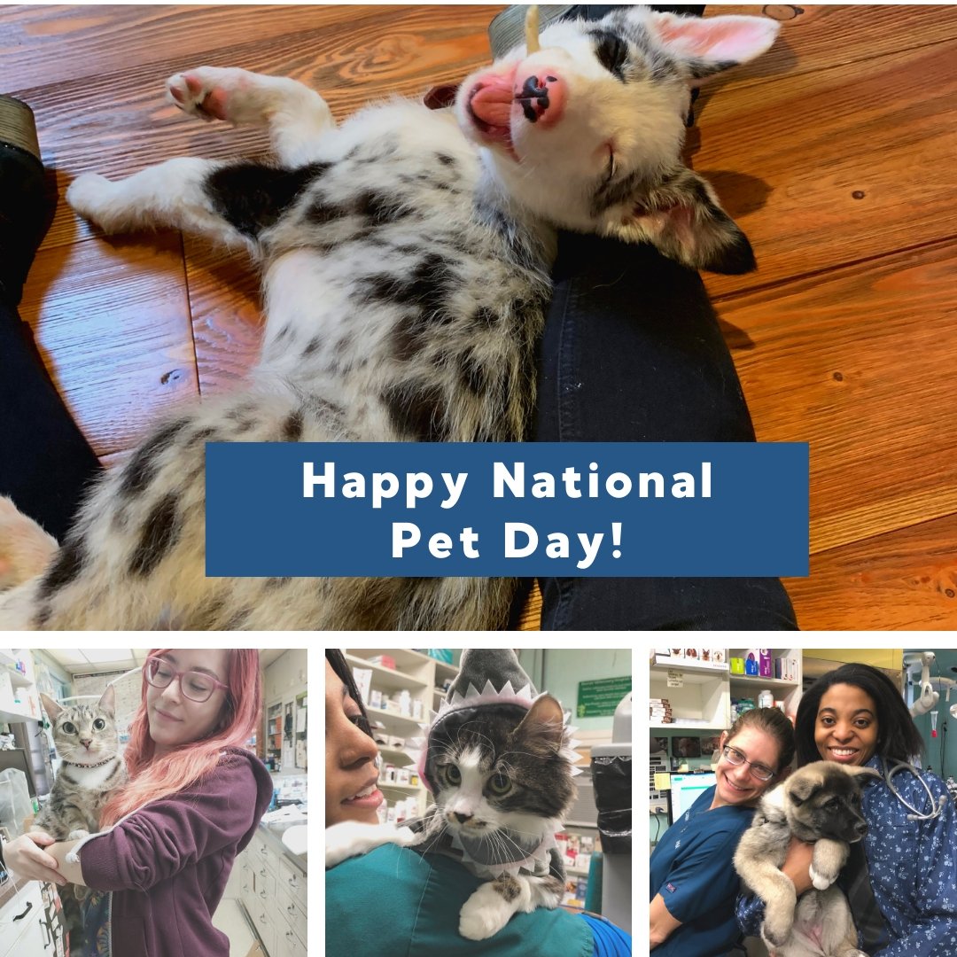 RainierVet's tweet photo. It's National Pet Day! What a perfect day to say thank you to our clients and their amazing pets. Helping pets is what we live for. Thank you so much for being a part of our family. #rainiervet #nationalpetday #meow #woof #pnwpets #kitten #puppy #veterinary https://t.co/ZdBui3RyKL