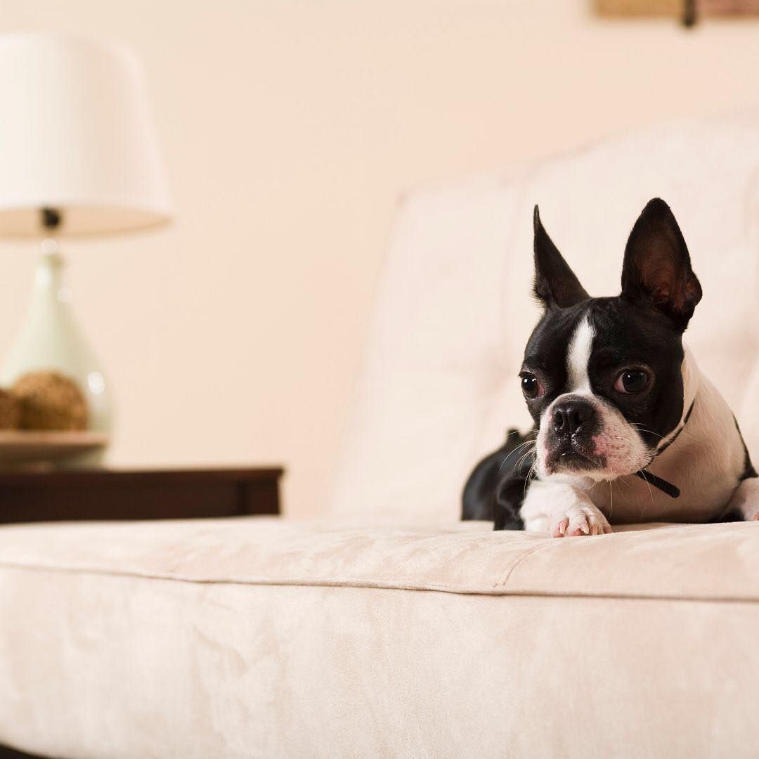 centerwestbalt's tweet photo. Happy #NationalPetDay, everyone!! We at Center\West love pets, meet “Rex”. He’s top dog at ‘Central Bark’, our enclosed dog park tailored for our resident’s pets. That’s the case when he’s not owning the couch. #LiveCentered https://t.co/nxnfWJ6nk5