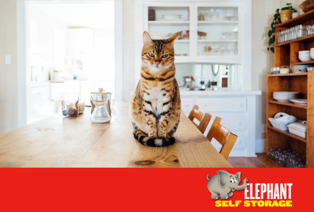 ElephantStorage's tweet image. 🐹🐶🐱Today is #NationalPetDay 🐹🐶🐱

🐹🐶🐱🐮🐸🐦🐰🐢🐍🦎🐟🦔🐁🐀🐾

We want you to comment some photos of your pets !

Show us your best Pet Pose 🐹🐶🐱! We cannot wait to see your Fur Babies in action! 

#ElephantStorage #SelfStroage #DublinStorage