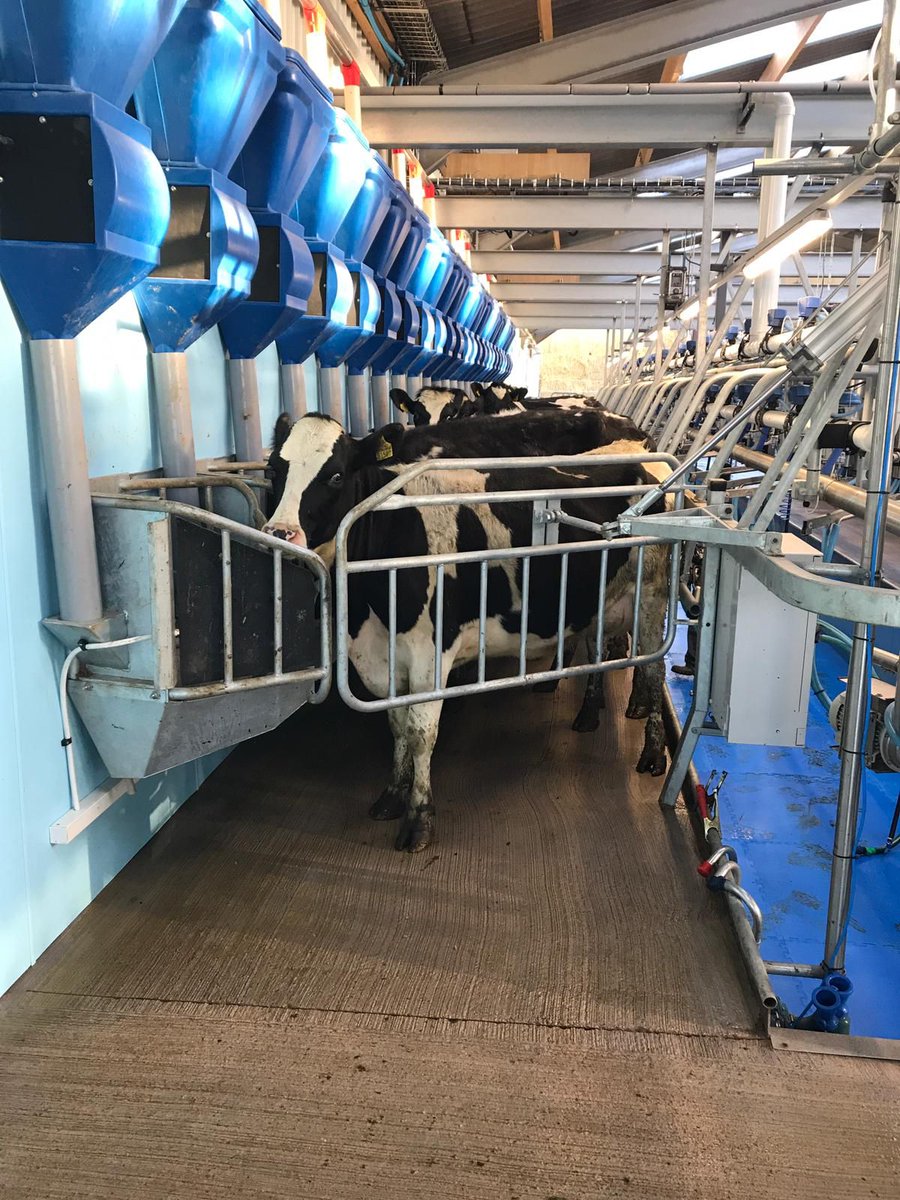 GrasstecLtd's tweet photo. Cows settling in for their first milking. 24 unit Fullwood Parlour. #teamdairy #farming #farm365 https://t.co/N6AFTCPLAo
