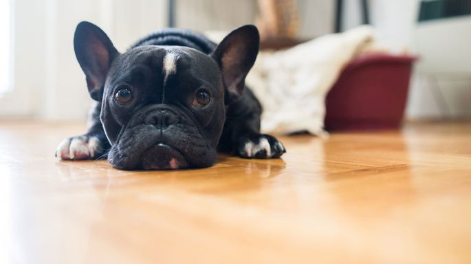 Looking for pet-friendly flooring options? You might want to consider these! ow.ly/lVjn30ooRzw