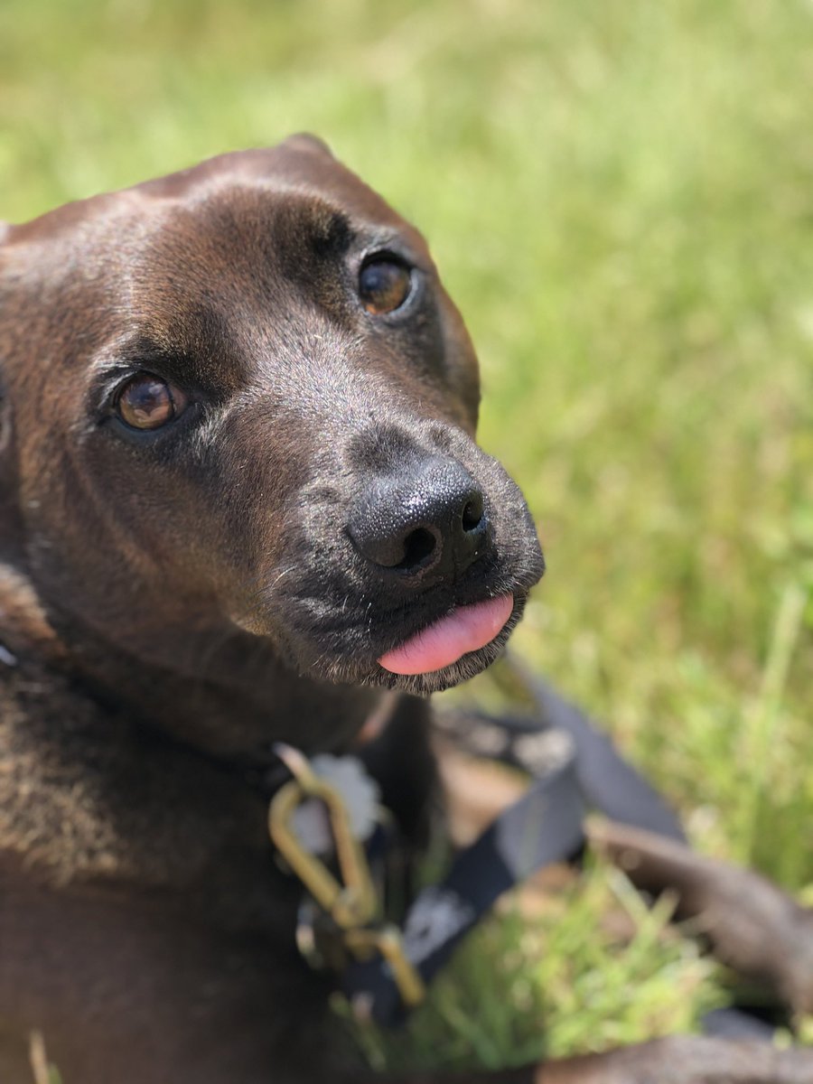 Stephaniem2016's tweet image. enjoy these pictures of my dog, he’s fucking beautiful.  #NationalPetDay