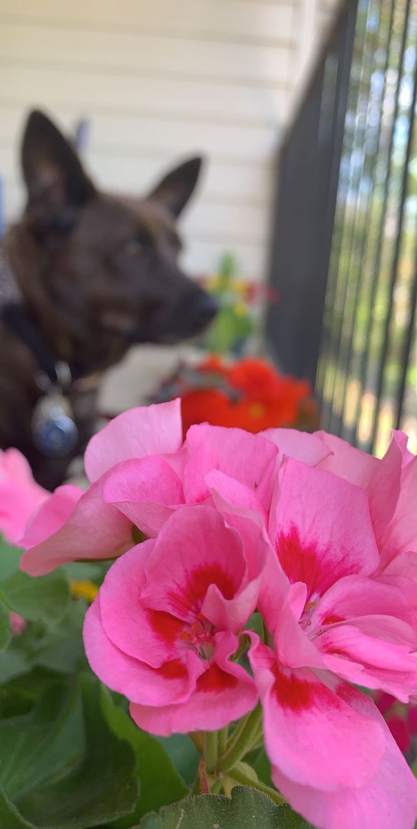 Stephaniem2016's tweet image. enjoy these pictures of my dog, he’s fucking beautiful.  #NationalPetDay