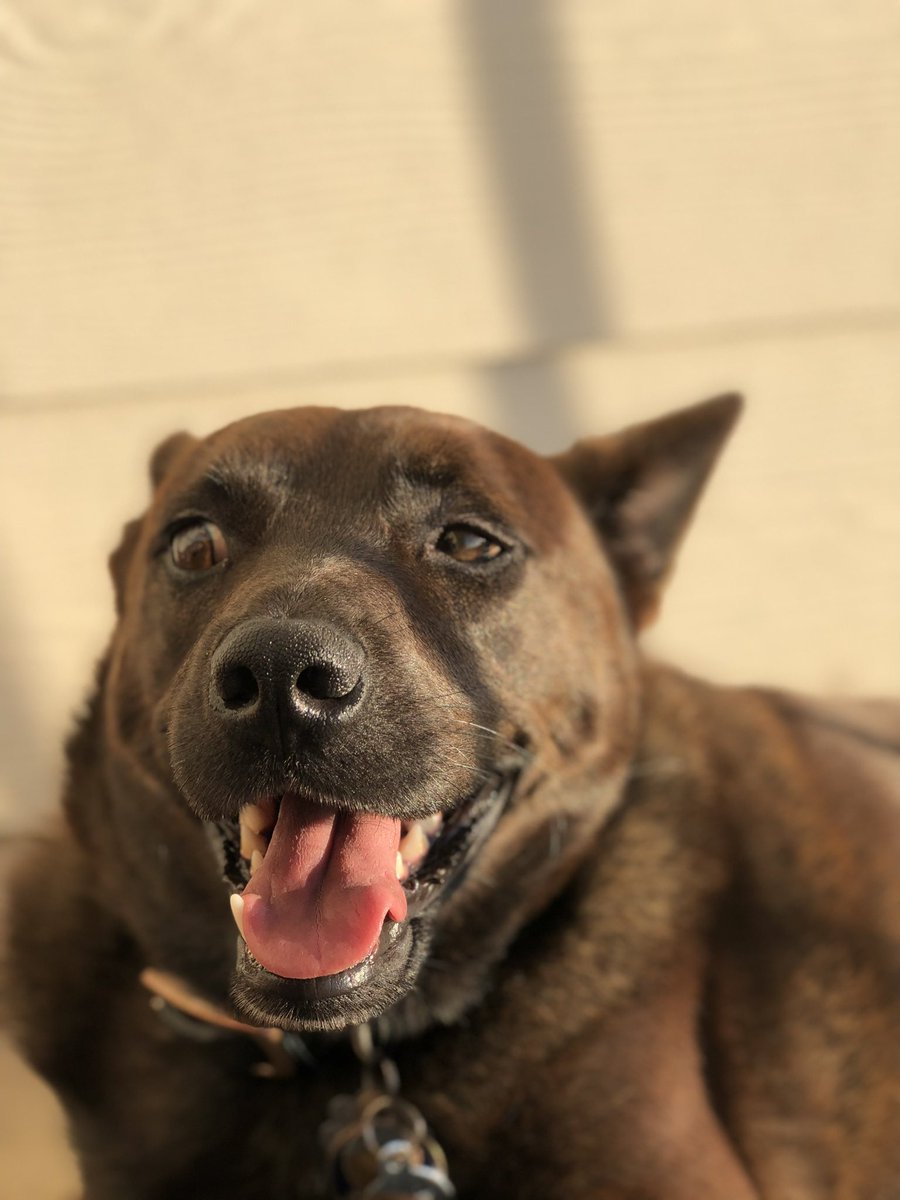 Stephaniem2016's tweet image. enjoy these pictures of my dog, he’s fucking beautiful.  #NationalPetDay