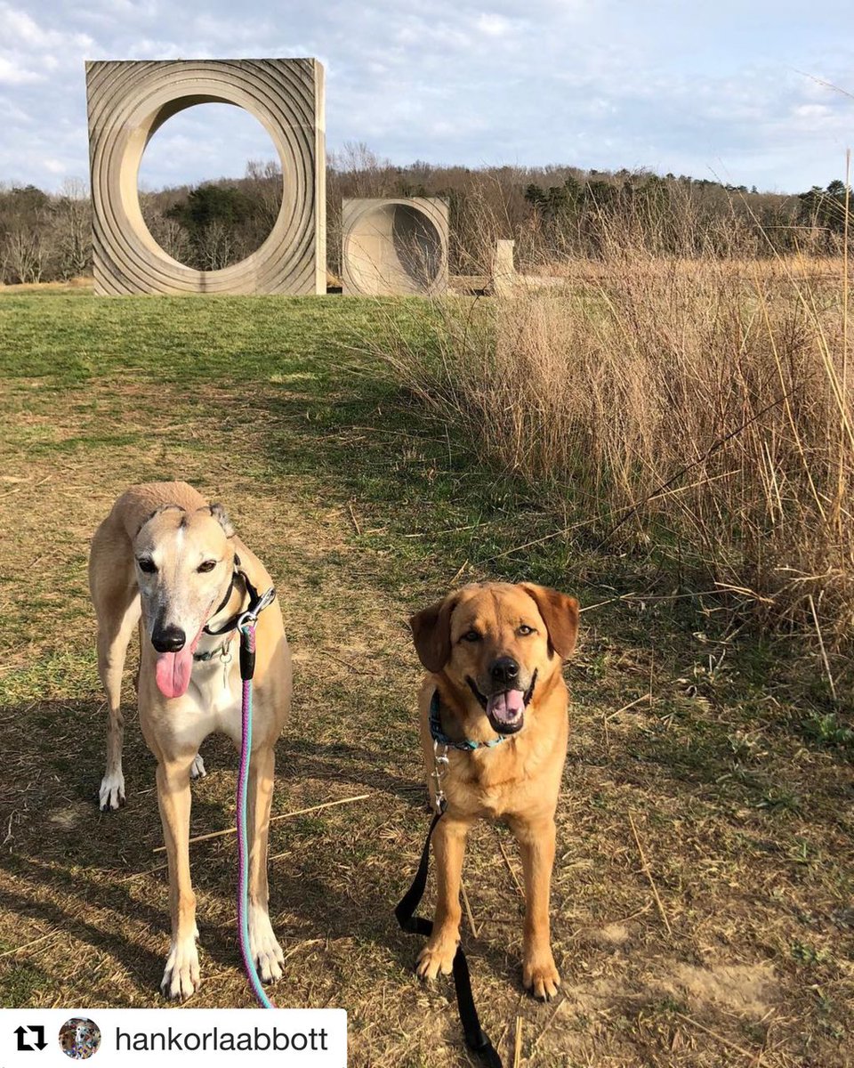 Are Dogs Allowed In Bernheim Forest