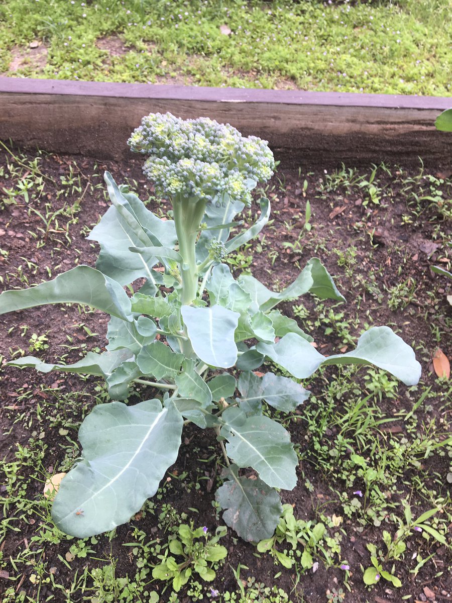 I ❤️ that students are observing the plant and insect life cycles in the JHE garden! 🍅🥦🌱🐛🦋 #LoveMySchoolDay #HayesHawks