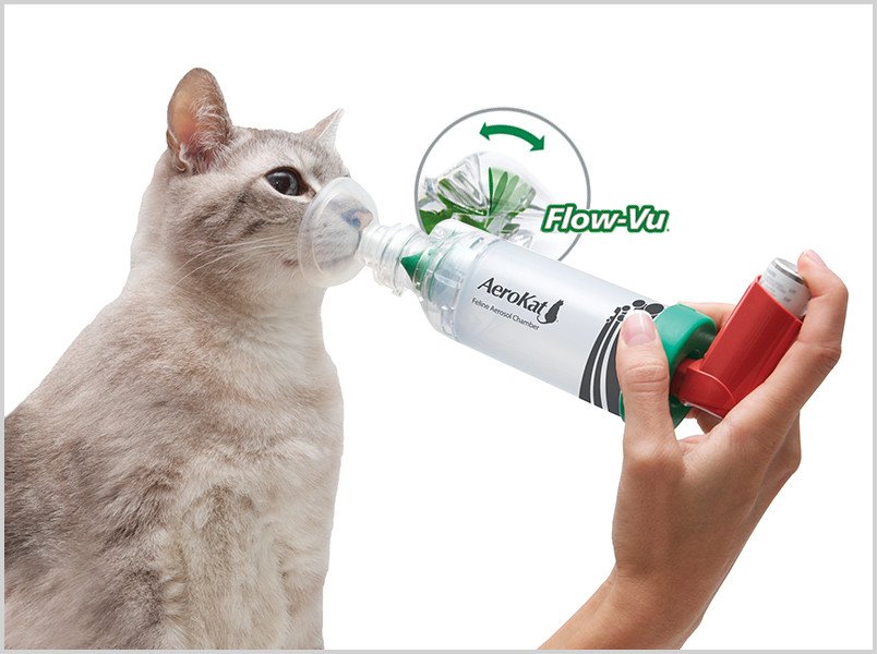 TMIAnimalHealth's tweet photo. @healthypetclub Did you know that cats can use inhalers just like children? Inhaled medications target the lungs directly for easier administration and lower side effects. Check out https://t.co/WqTZtXYhVn for good info on managing feline asthma and https://t.co/ZatXaBtBco. https://t.co/V2LbUomsfq
