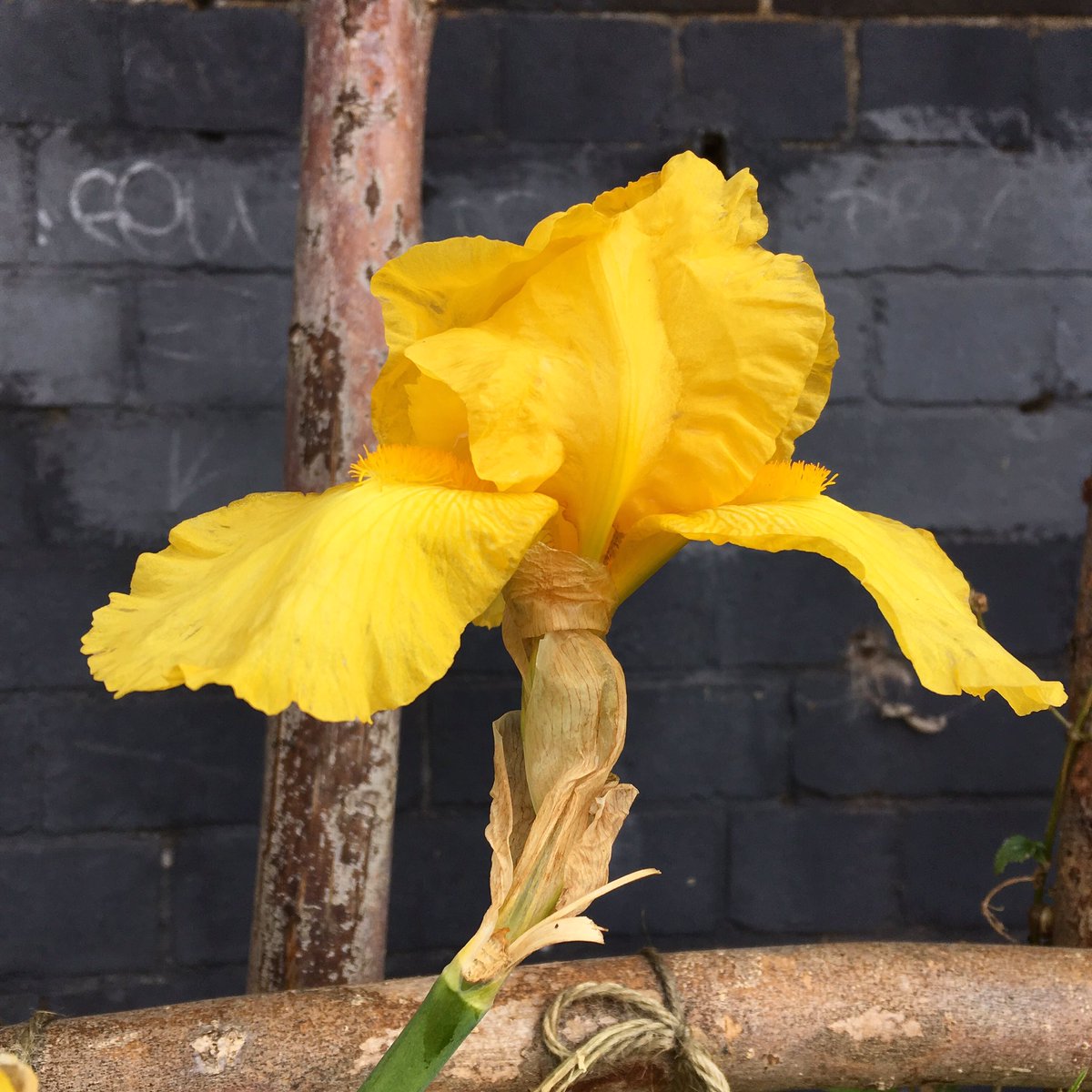 soulsound15's tweet photo. Joy of being
#happiness #joy #joyofliving #life #beauty #yellow #thirdchakra #power #sun #sunessence #sunshine #warmth #consciousliving #selfhealing #naturephotography #silenthealing #colour #colourtherapy #colours #joyful #awakening #opening #strength #empowerment #beyourself https://t.co/2C4RhmGsiX