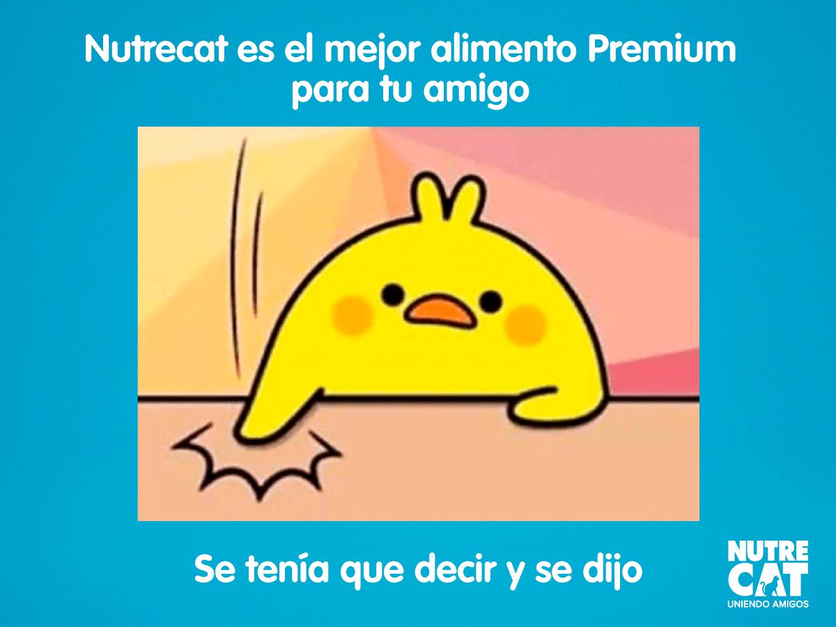 Nutrecat tweet media