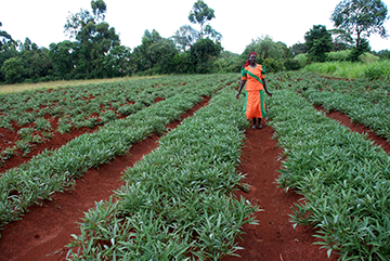 RTB_CGIAR's tweet photo. RTB in the News: University of Florida Researchers Develop Model to Help Keep Crop Seeds Healthy

Researchers investigated the seed system for several varieties of sweet potatoes in Uganda, a reliable staple food and an important source of Vitamin A.

https://t.co/mfXxJgQI0P https://t.co/ZNvDfW23bH