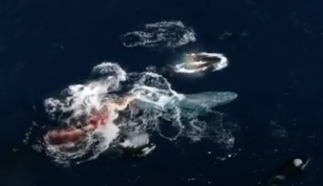 Blue whale news on Twitter: "Pod of killer whales attack, kill, and eat