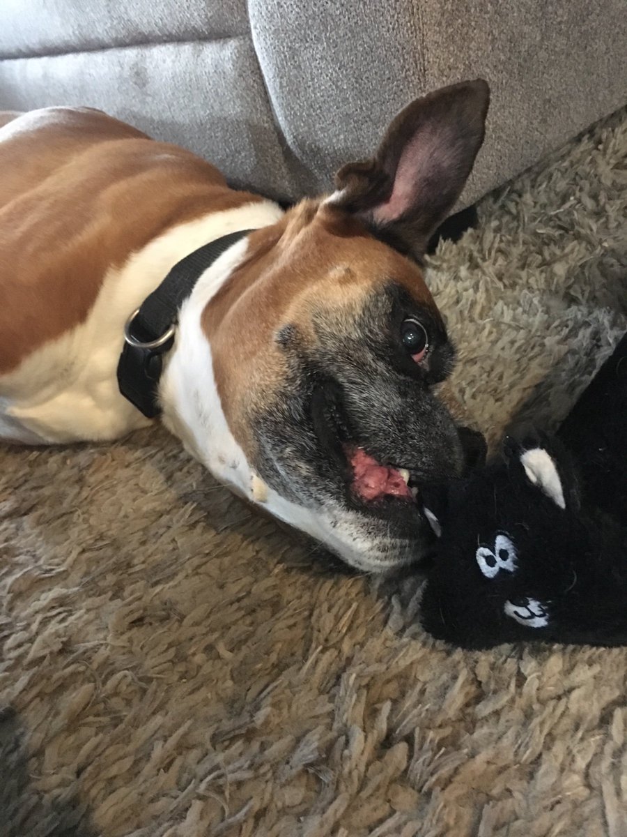 OnIdlewild's tweet photo. Happy National Pet Day! This is my #boxer, Duke, posing with his favorite toy skunk. He’s been part of our family for almost 9 years.
#HappyNationalPetDay https://t.co/KWpTN8pDjZ