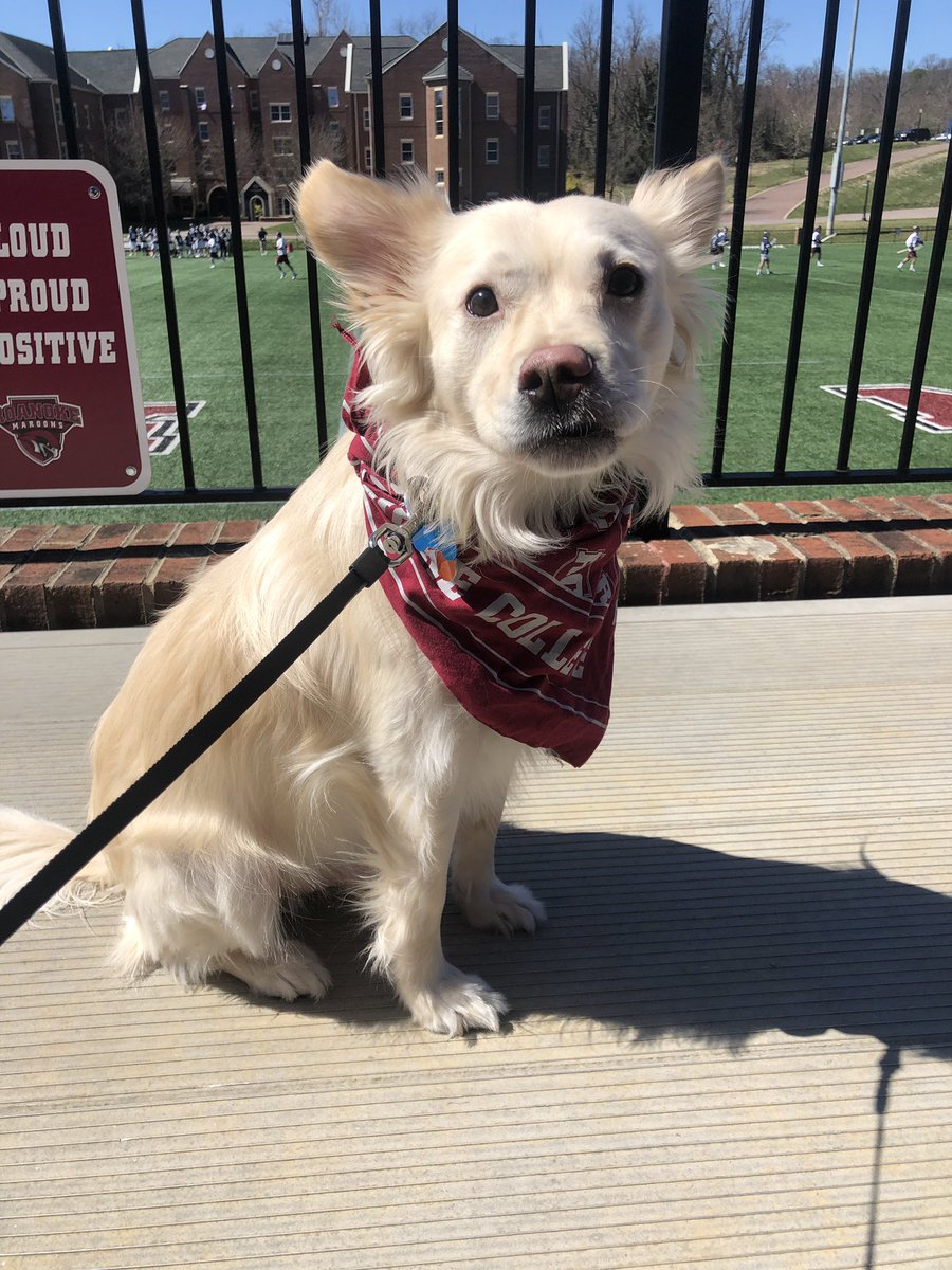 HannnuuhLP's tweet photo. #nationalpetday2019 https://t.co/Dw5qCOu9Ex