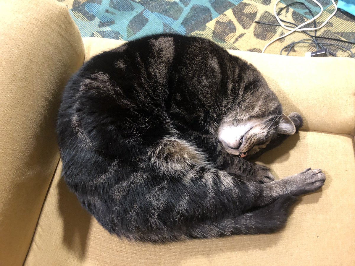 HannnuuhLP's tweet photo. #nationalpetday2019 https://t.co/Dw5qCOu9Ex