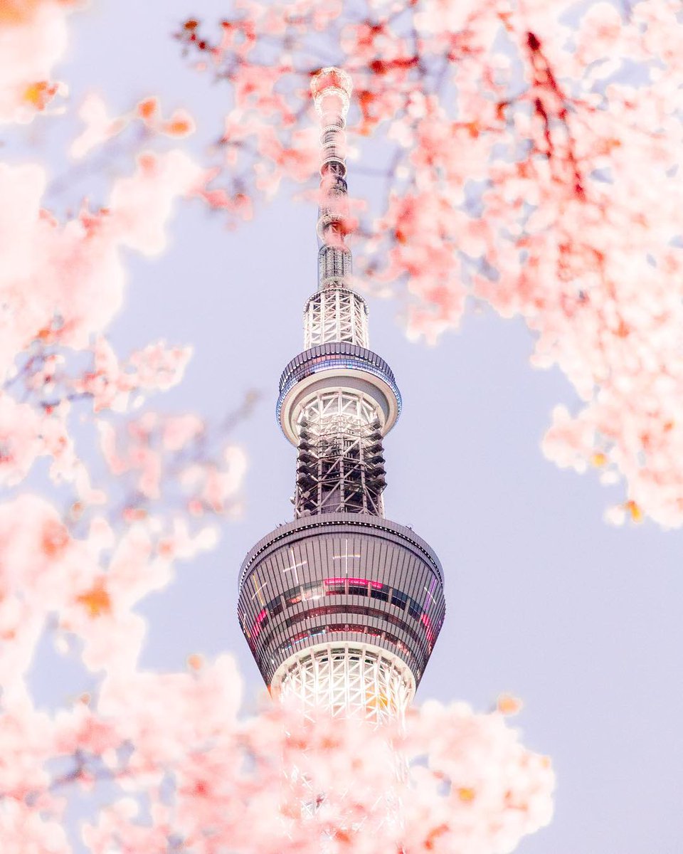AestheticsJapan's tweet photo. 📷: https://t.co/dcYpm3r5bt https://t.co/Ef0khx07Lk