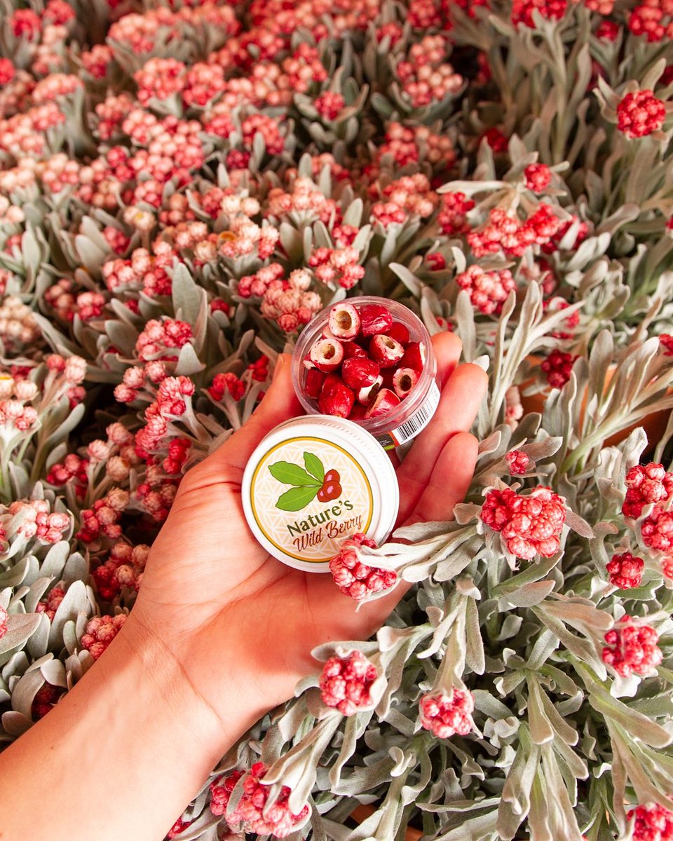 NaturesWildBrry's tweet photo. Wild berries go wild for nature, especially flowers 😍.
#NaturesWildBerry #NoSugar #Chemotherapy #FightCancer #Health #MiracleBerry #SugarFree #Berries #Beautiful #MiracleFruit #NonGMO #MagicBerries #SantaMonica #RareBerry #RareFruit #HealthyEating #RealFood #Nature #NatureLovers https://t.co/nbe3nMYt7T