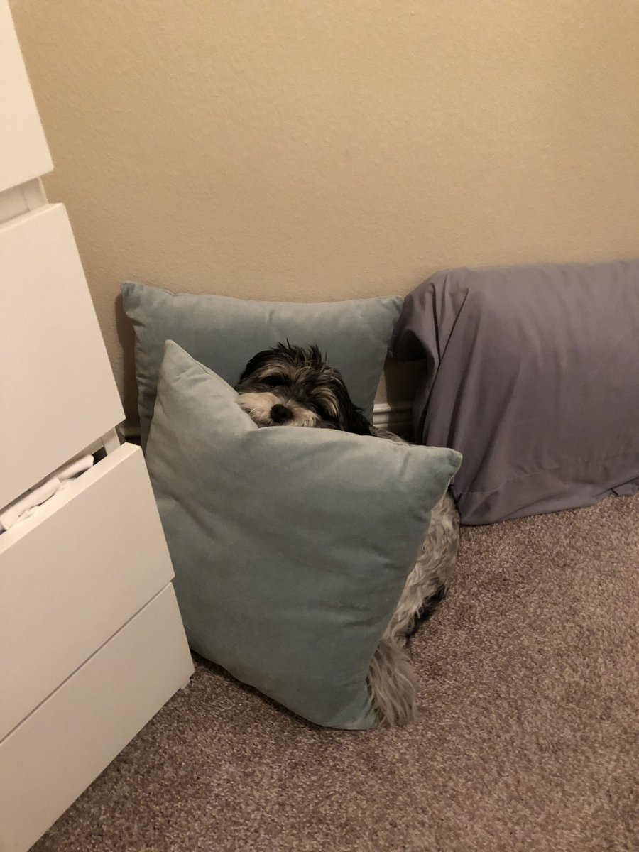 Nathan_DeCarlo's tweet photo. #NationalPetDay https://t.co/kJoPJQjFS6