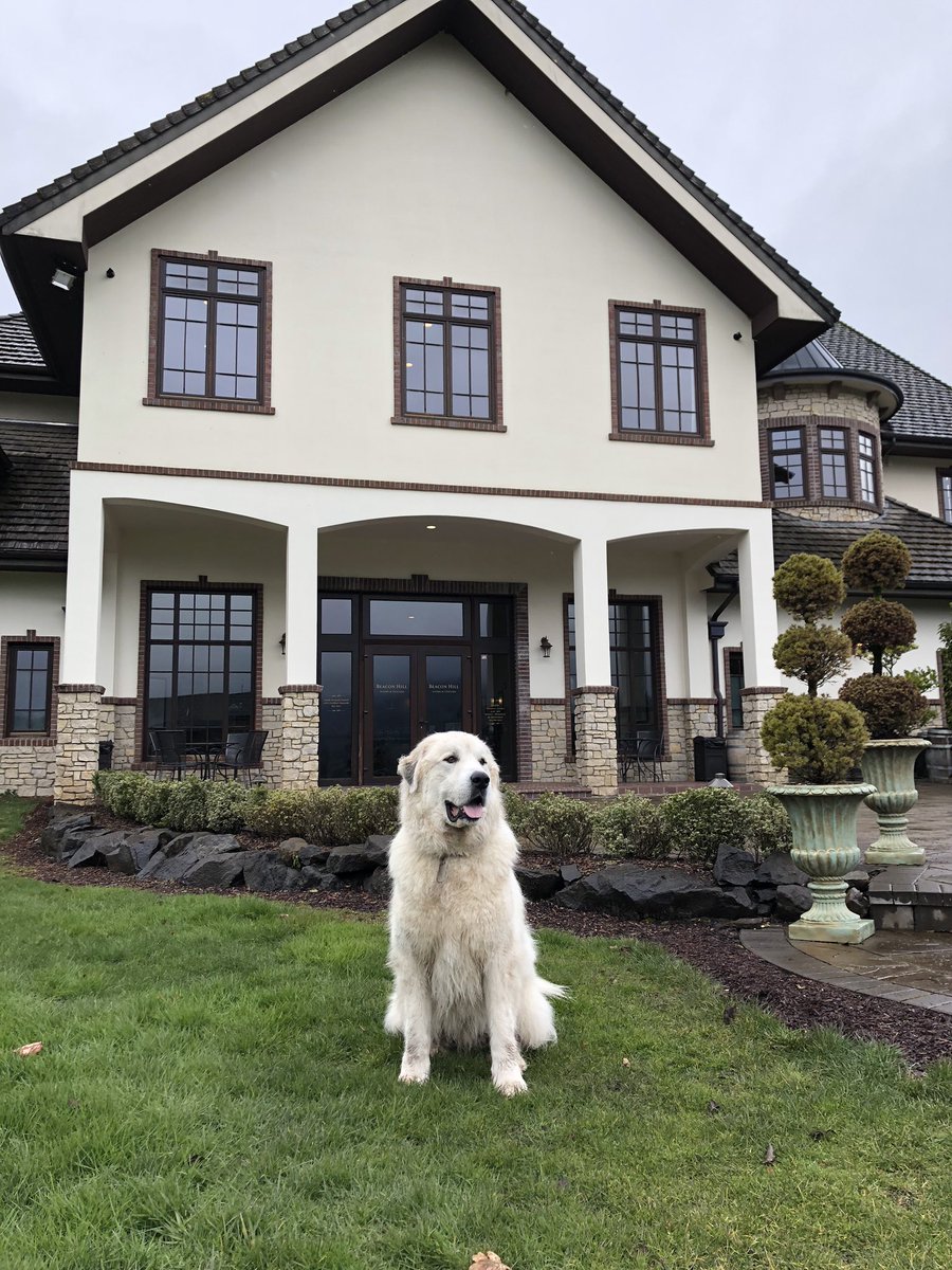 Rain cannot keep this pup from being happy! Thank you for sharing @ranger_tails 🐾🍷