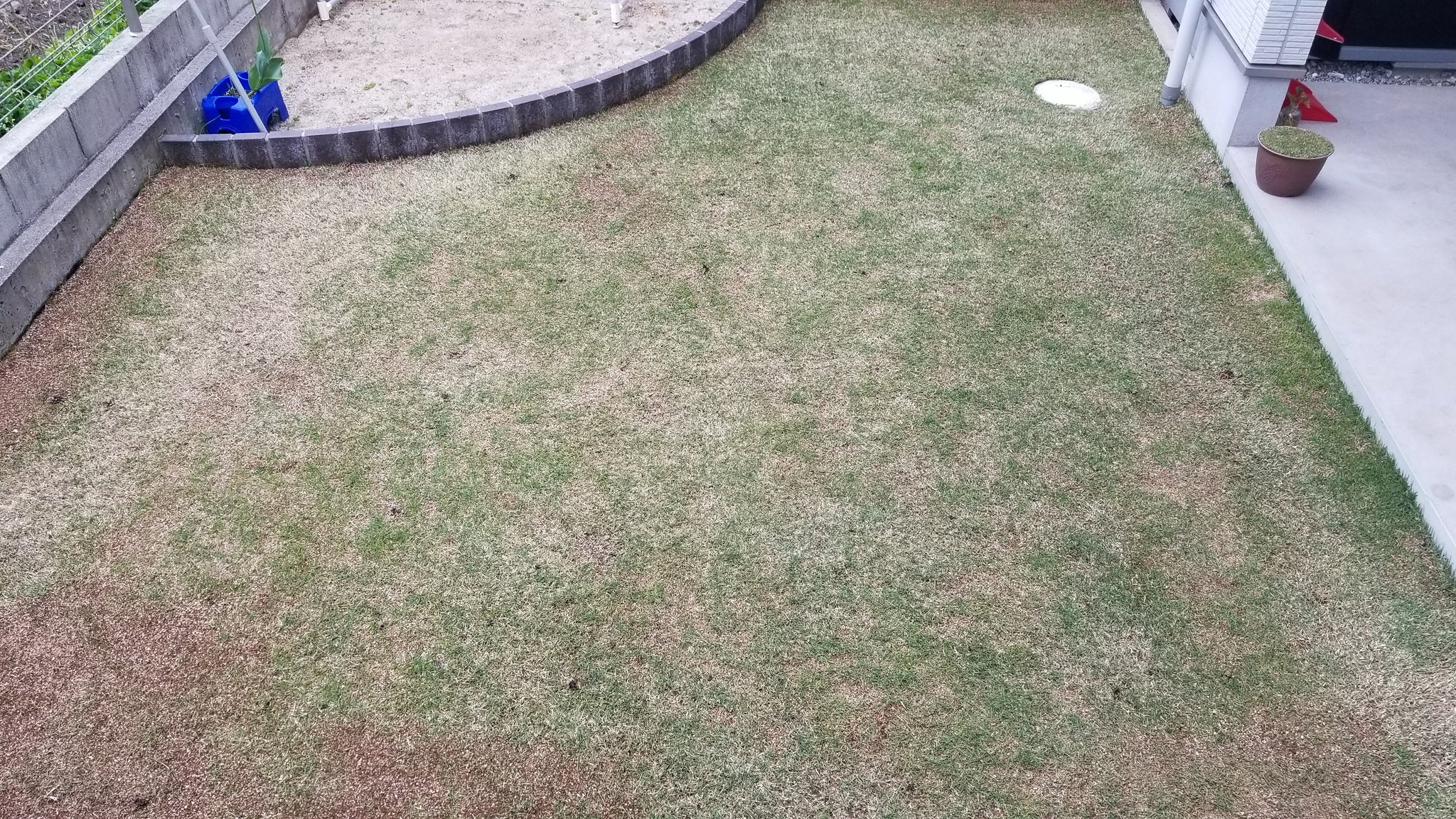 つりきっぷのガーデニング奮闘日記 本日の芝生 ミミズ糞塚増えてきた ミミズ対策楽しみ 日曜日雨 T T 芝生 ミミズ 糞塚 芝刈り タイミング合わない T Co Gxru1fyopi Twitter