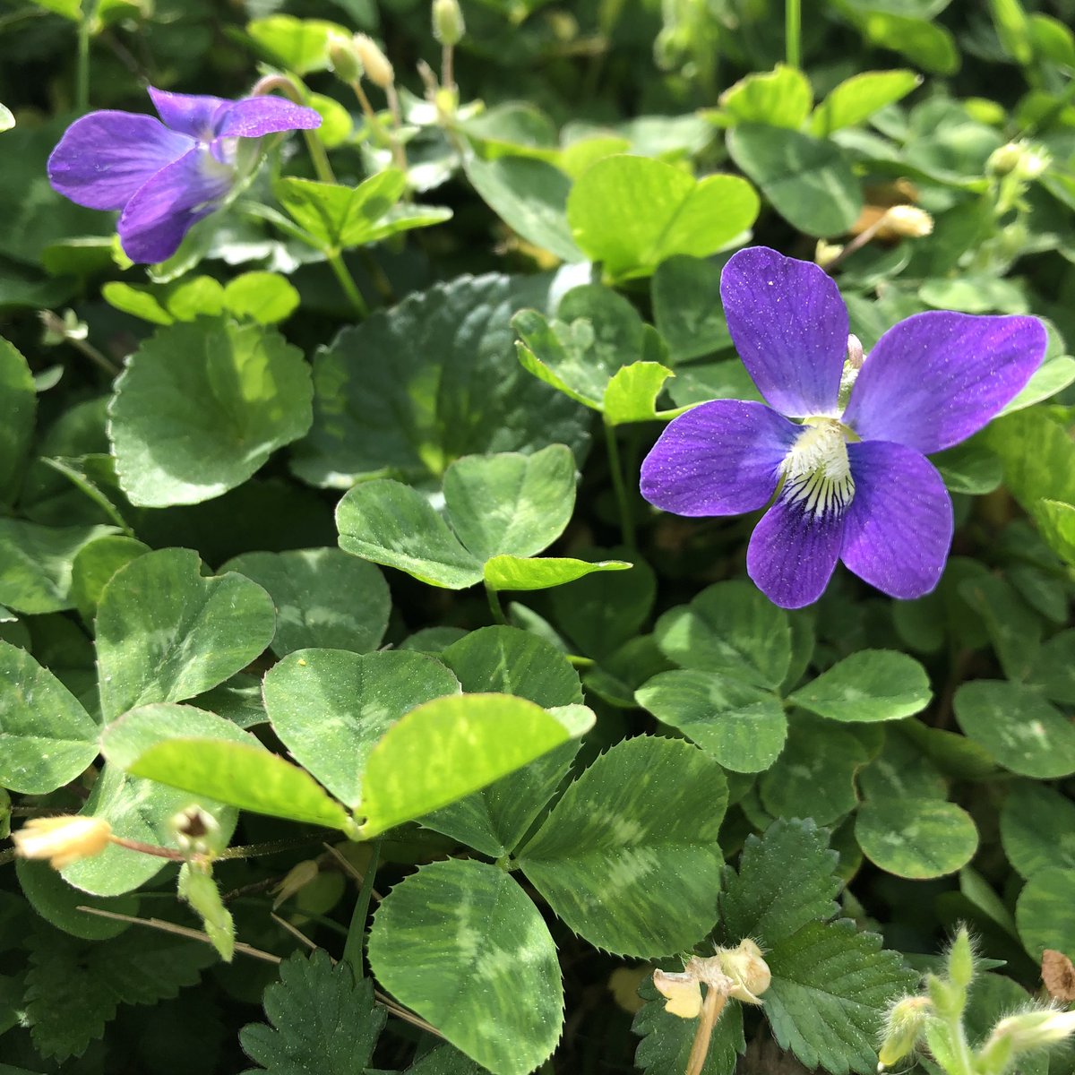 TheLeesOfMemory's tweet photo. Sometimes I wish I could just leave these flowers alone. I cut 'em all down and didn't even get a song out of it. Can this mean the streak is over?!! #InnerYardworkMonologue https://t.co/wEwuRfWC04