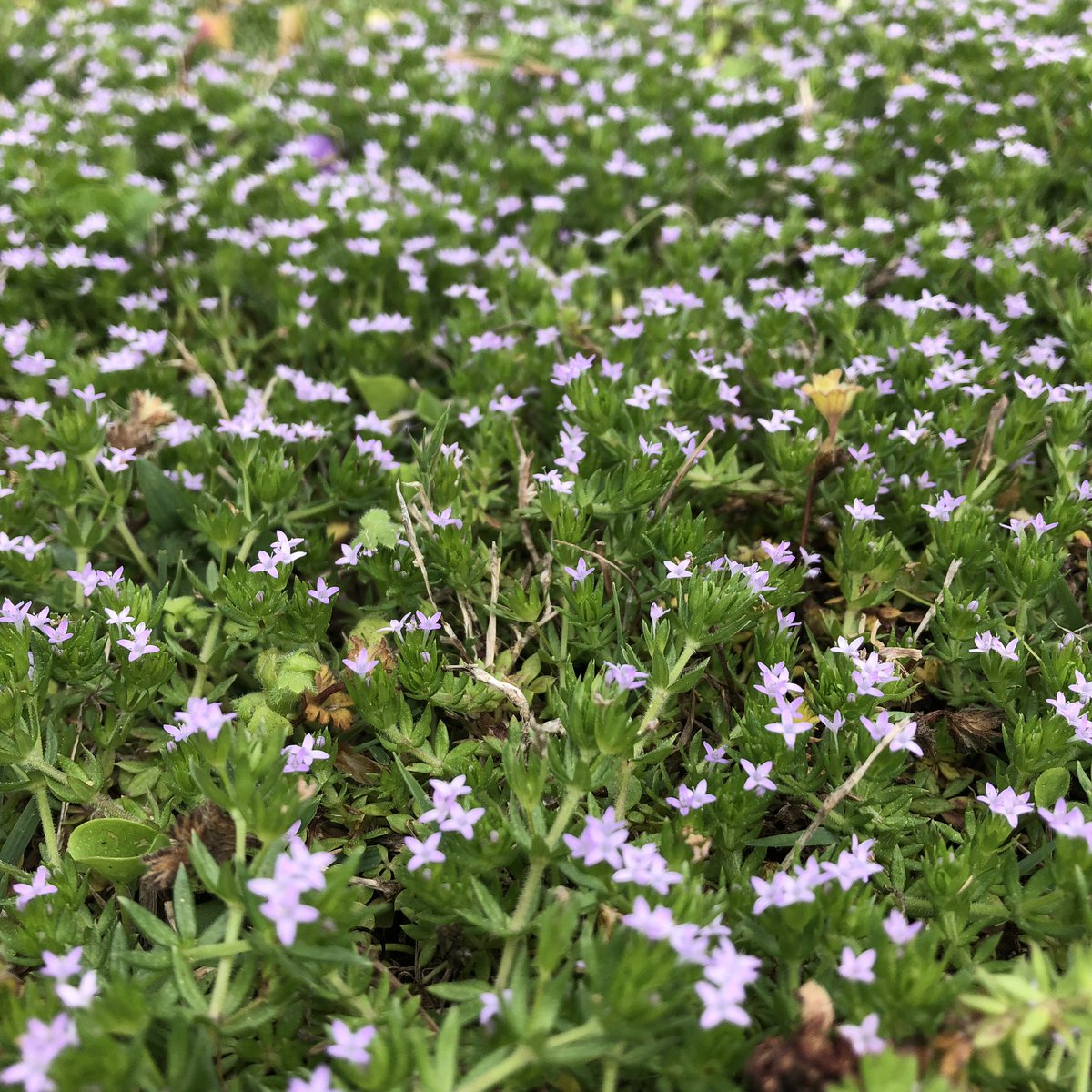 TheLeesOfMemory's tweet photo. Sometimes I wish I could just leave these flowers alone. I cut 'em all down and didn't even get a song out of it. Can this mean the streak is over?!! #InnerYardworkMonologue https://t.co/wEwuRfWC04