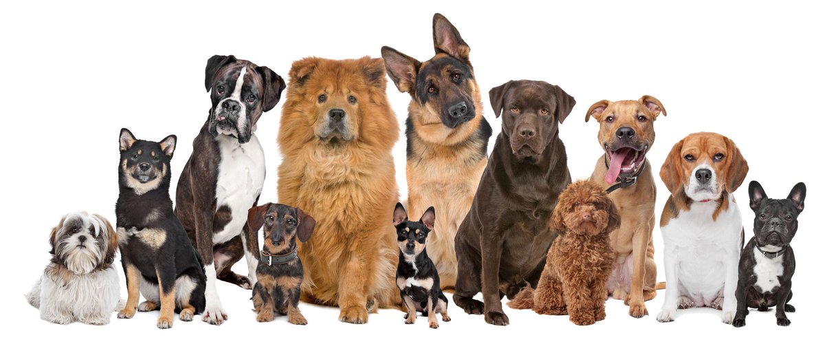 RedRoofInnLV's tweet photo. We love our #Pets so much that they always stay FREE!

#PetsStayFree #RedRoofLuvsPets #RedRoofInn #LasVegas

Book Here: https://t.co/6pZR43Jq8s

 #NationalPetDay https://t.co/PaIbhDa0v3