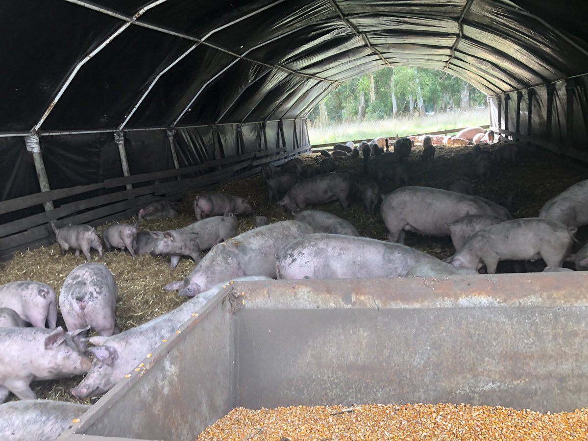 ljsarquis's tweet photo. Con nuestro equipo de @AgroindustriaBA en la Unidad Porcina en #LasArmas que se hizo y hace con nuestros fondos de #Megaba; se ven muy buenas alternativas de produccion rentables para pequeños y medianos productores @AgroindustriaBA @mariuvidal https://t.co/OrolLtxCDo