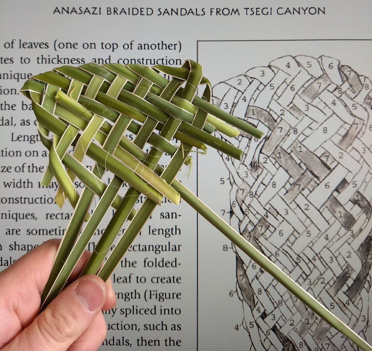 CDWren's tweet photo. Just hanging out, reading #SAA2019 tweets and making yucca sandals #ExpArch https://t.co/FW8yRGg142