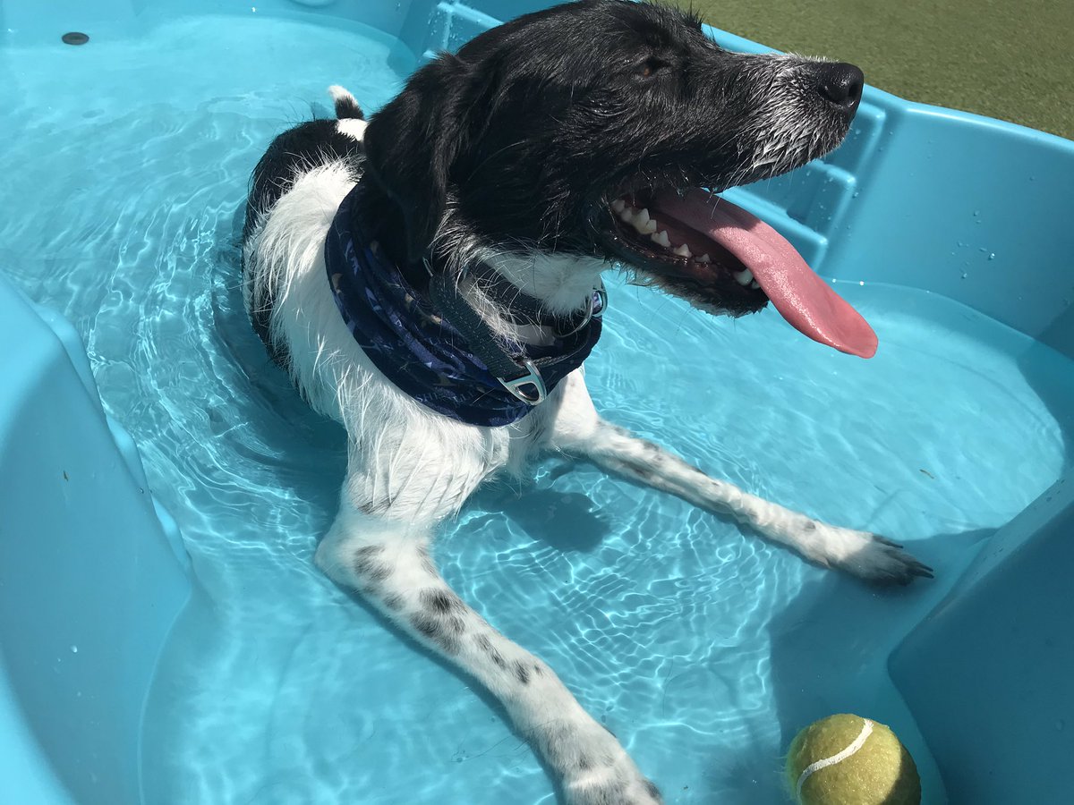 smillsaps423's tweet photo. It’s a pool kinda day for the #SullyDog. How are you keeping cool?
#playwashpint https://t.co/Lt3DhIN2O3